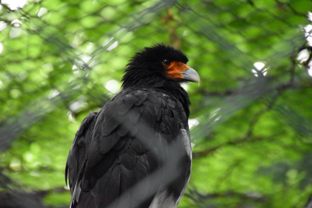 Mountain caracara