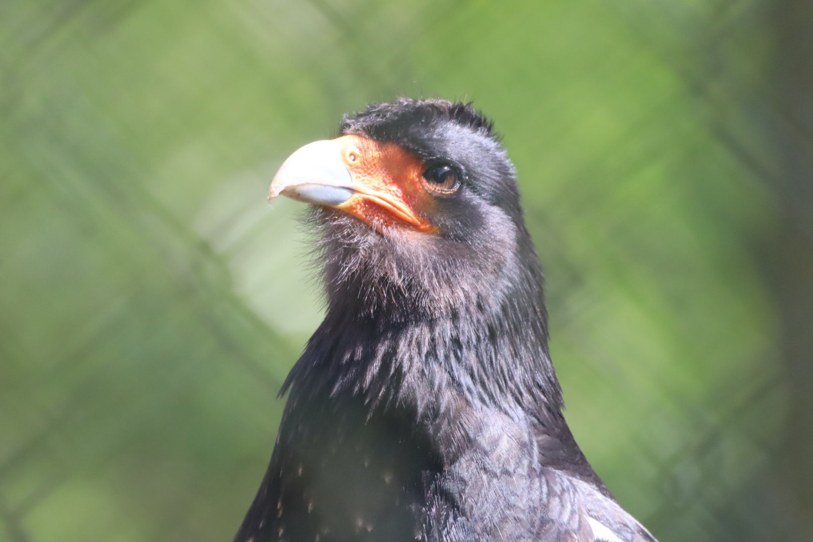 Mountain Caracara