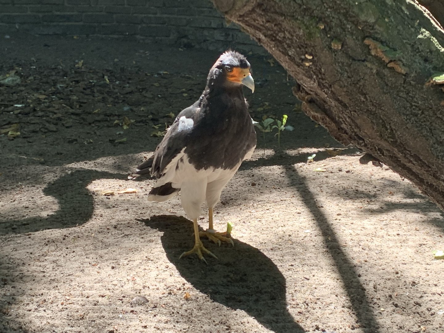 Mountain caracara