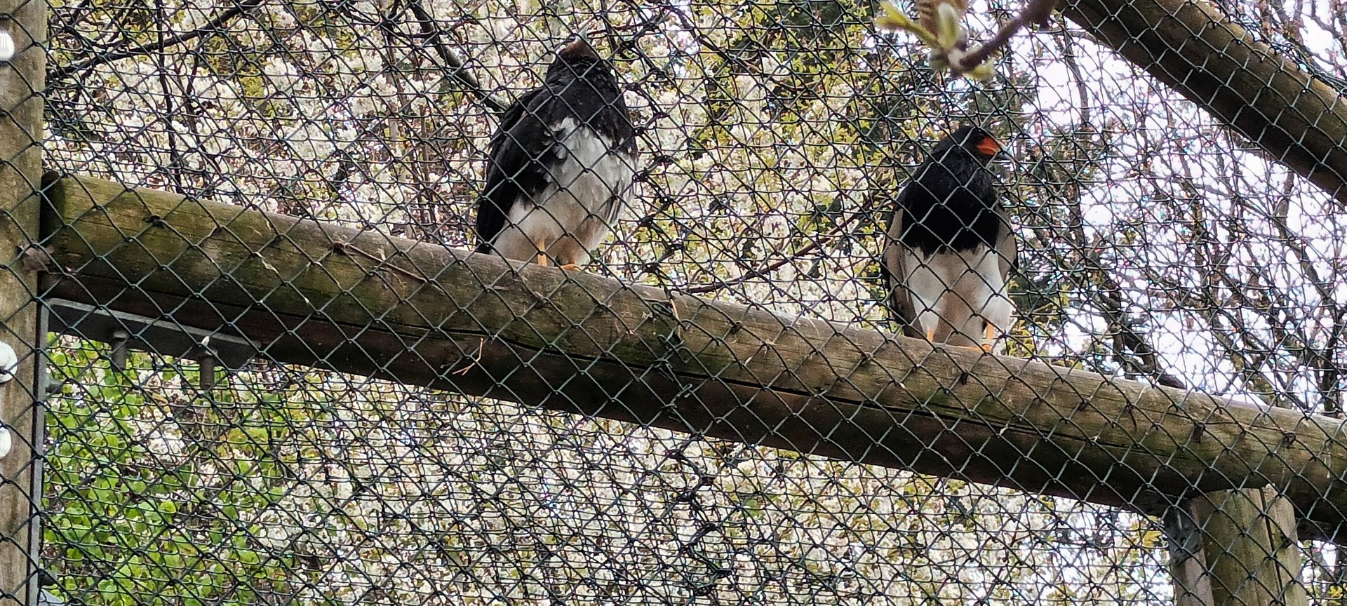 Mountain Caracaras