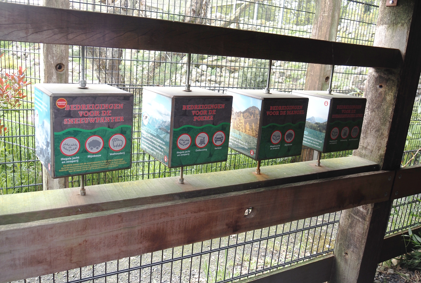 Mountain cat species education materials, 2024-04-14