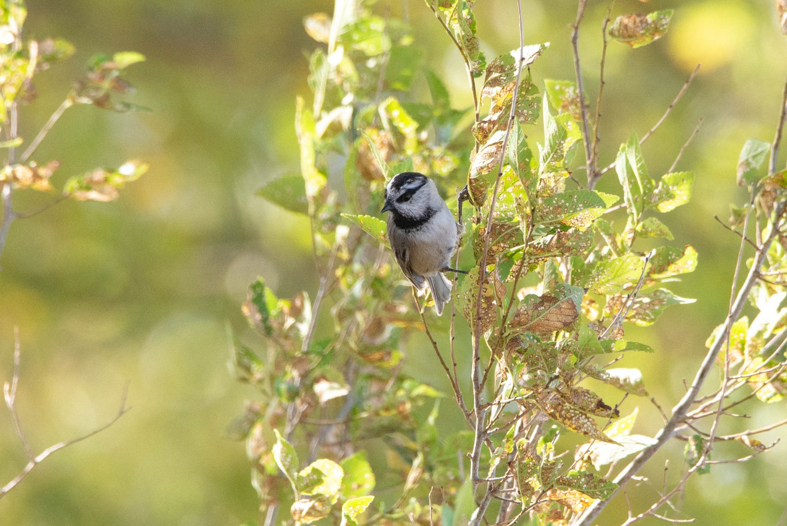Mountain Chickadee- Poecile gambeli