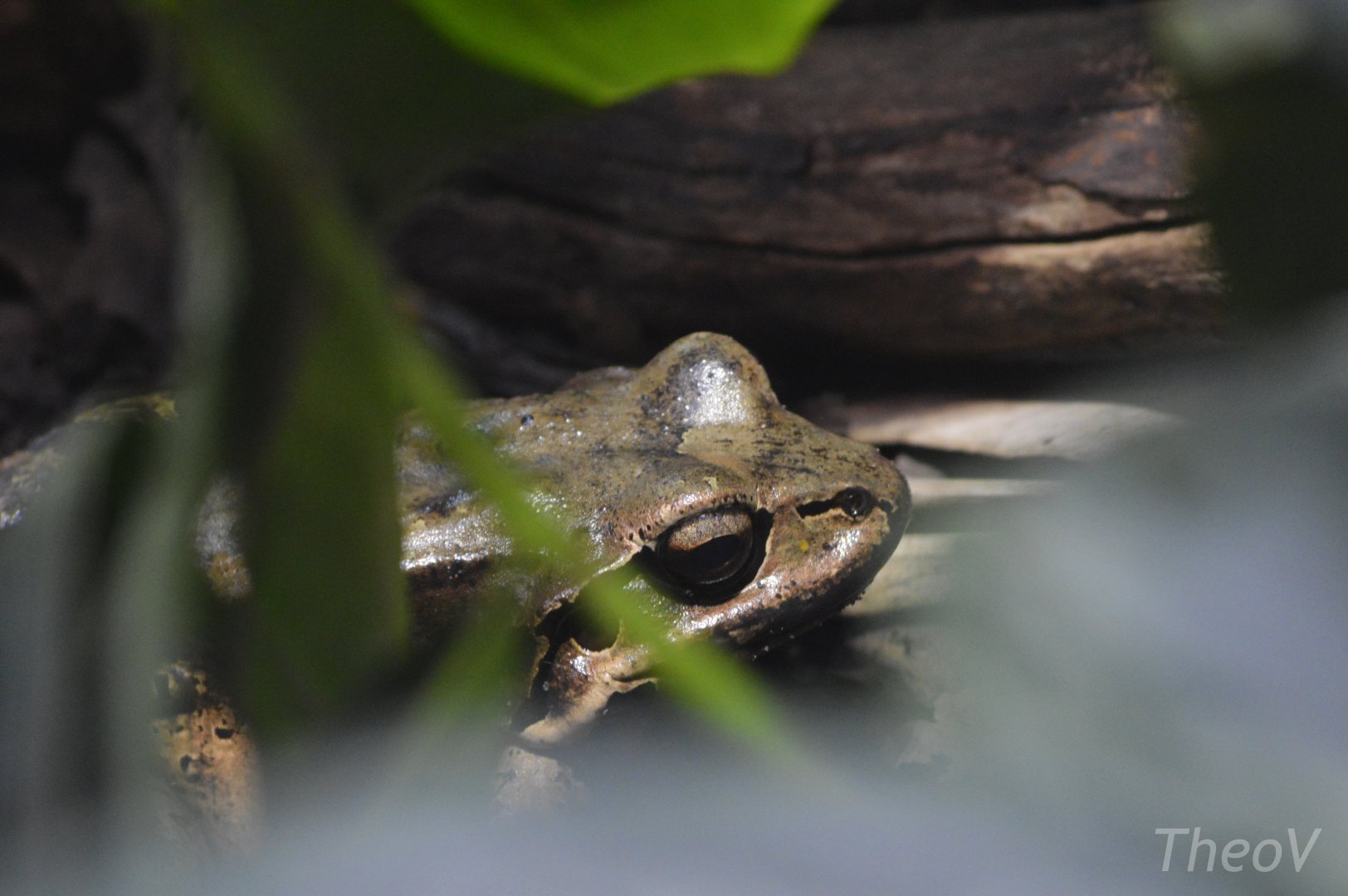 Mountain chicken [2019]