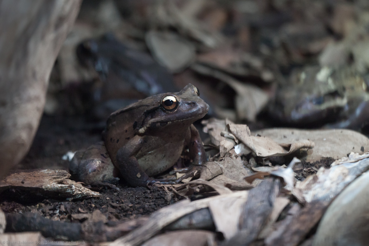 Mountain Chicken - 24/01/2012