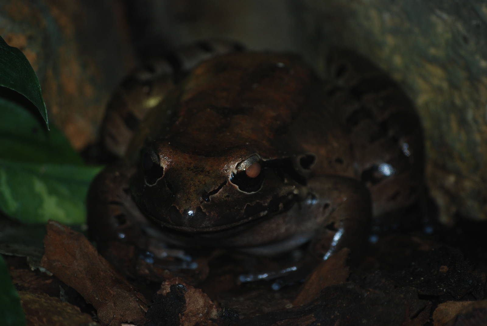 Mountain Chicken at Bristol, 06/03/11
