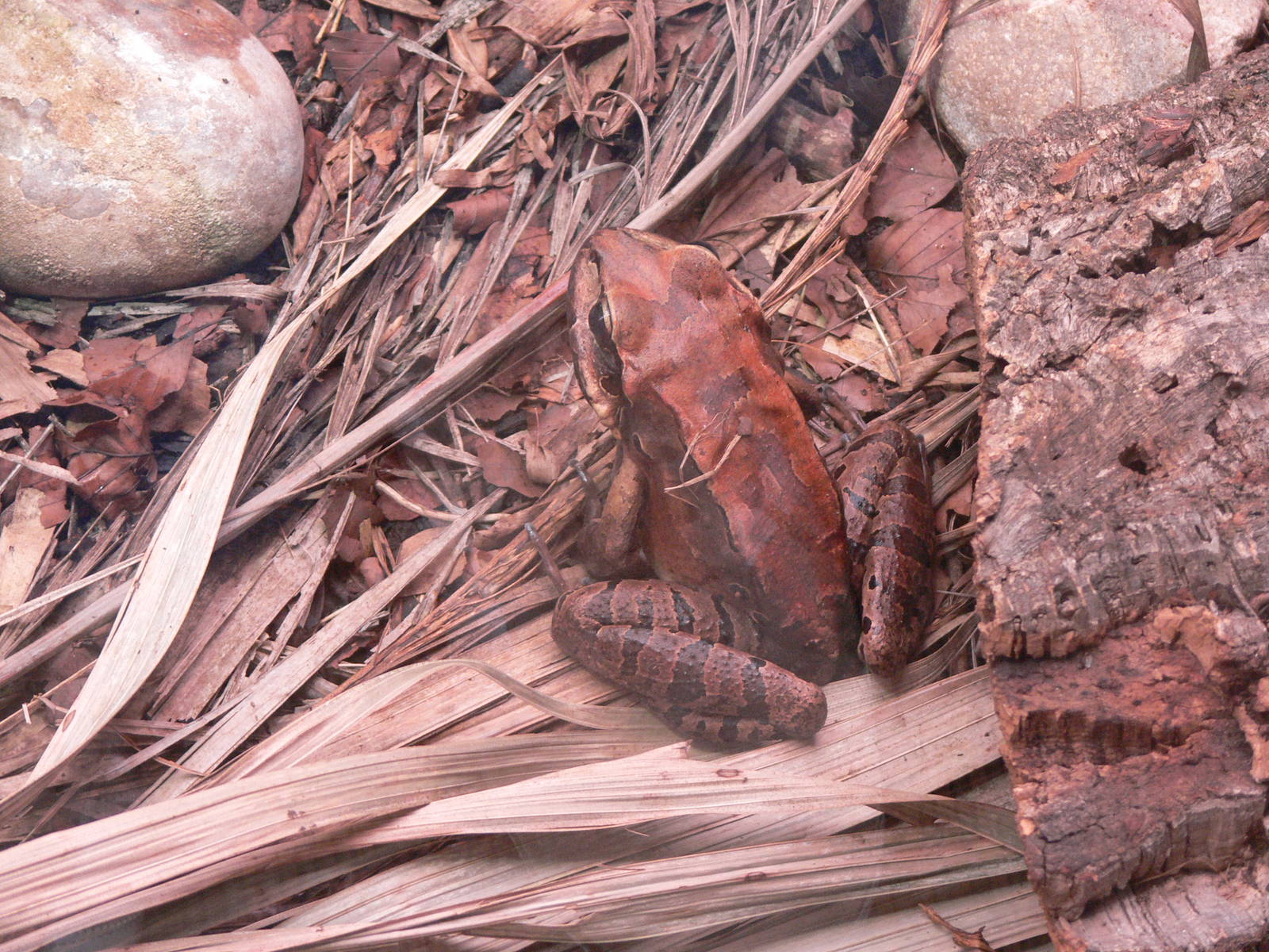 Mountain Chicken at Chester Zoo, 28/08/13