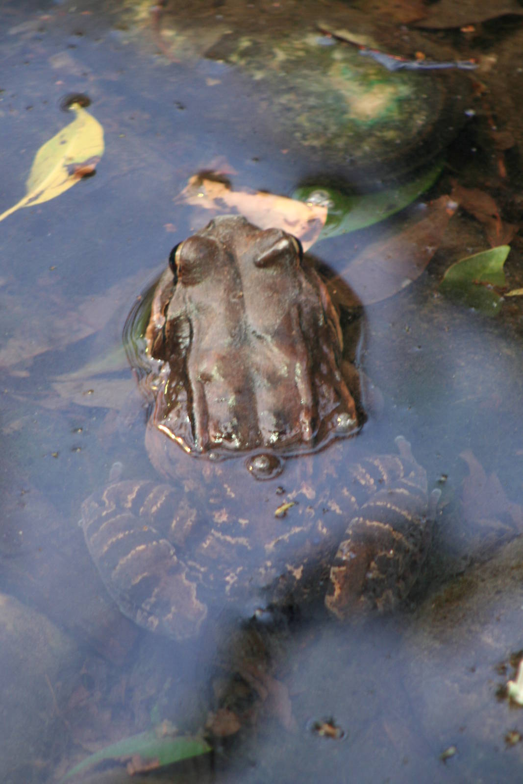 Mountain Chicken @ Chester; 26.01.2012
