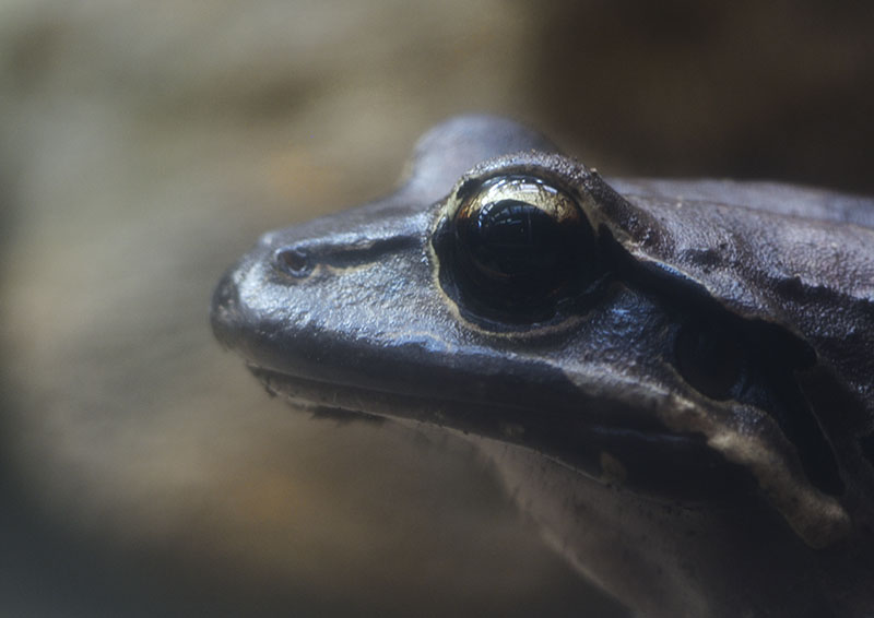 Mountain chicken close-up