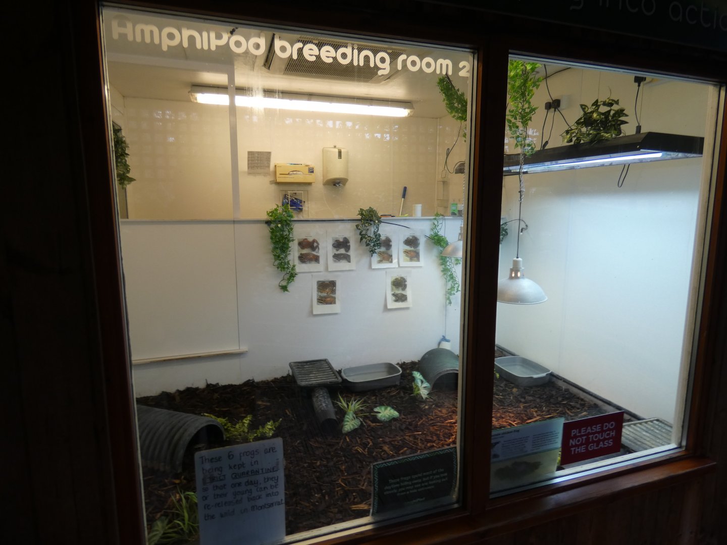 Mountain chicken enclosure