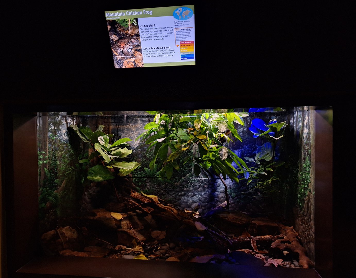 Mountain Chicken enclosure