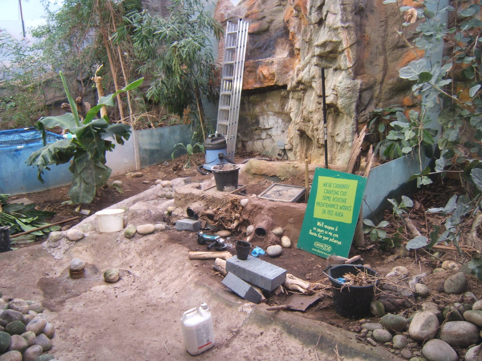 Mountain Chicken exhibit being re-furbed