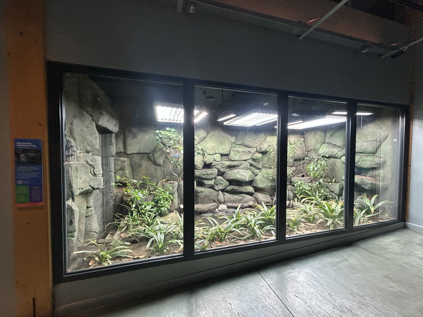 Mountain Chicken Exhibit - The Secret Life of Reptiles & Amphibians