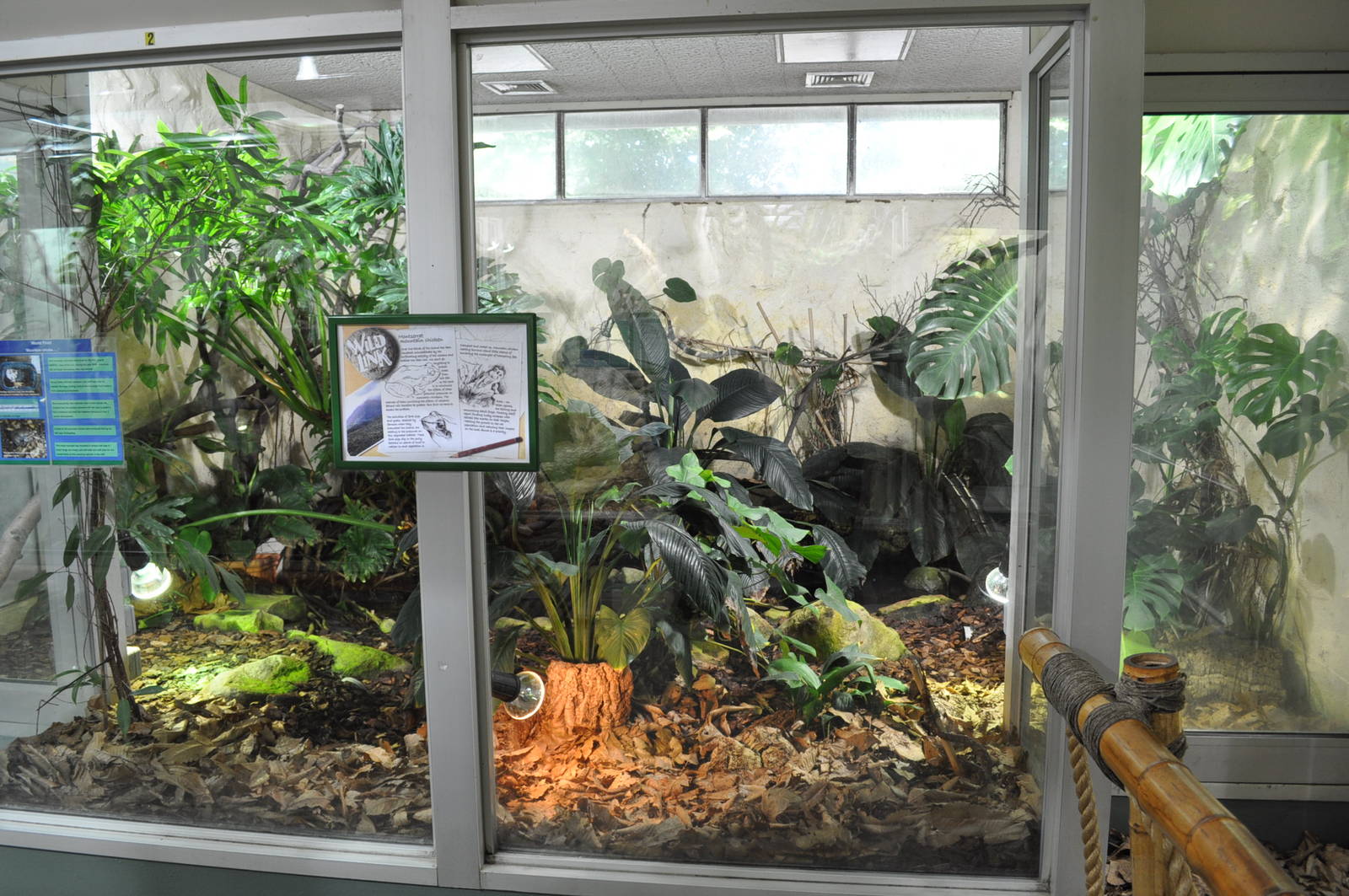 Mountain Chicken Exhibit