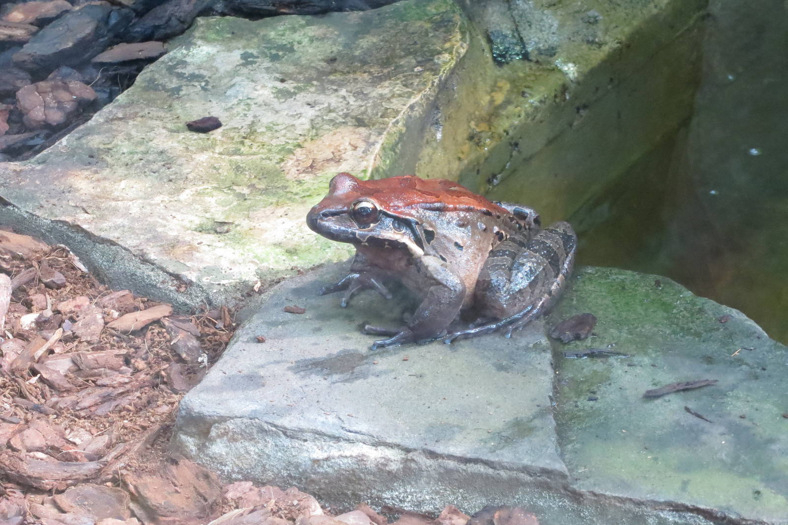 mountain chicken frog 201013