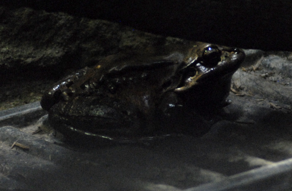 Mountain Chicken Frog - Bristol Zoo 2022