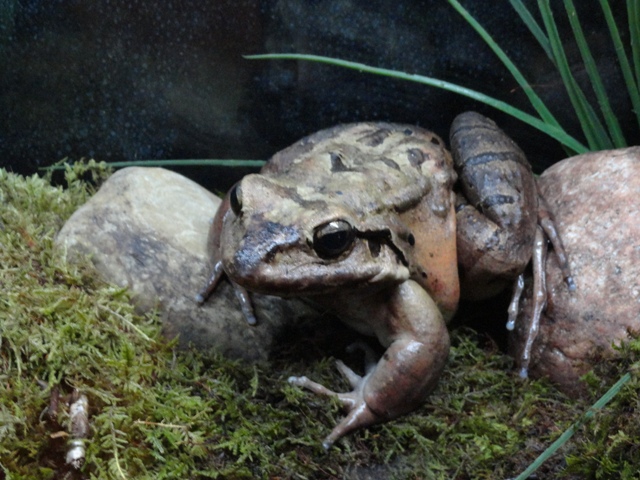 Mountain Chicken Frog in Komodo Kingdom