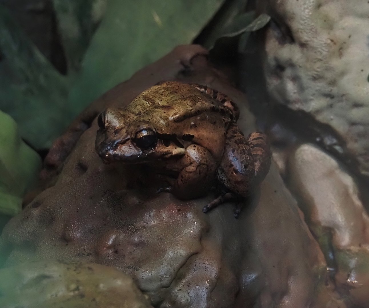 Mountain chicken frog (Leptodactylus fallax), 2024-06-30