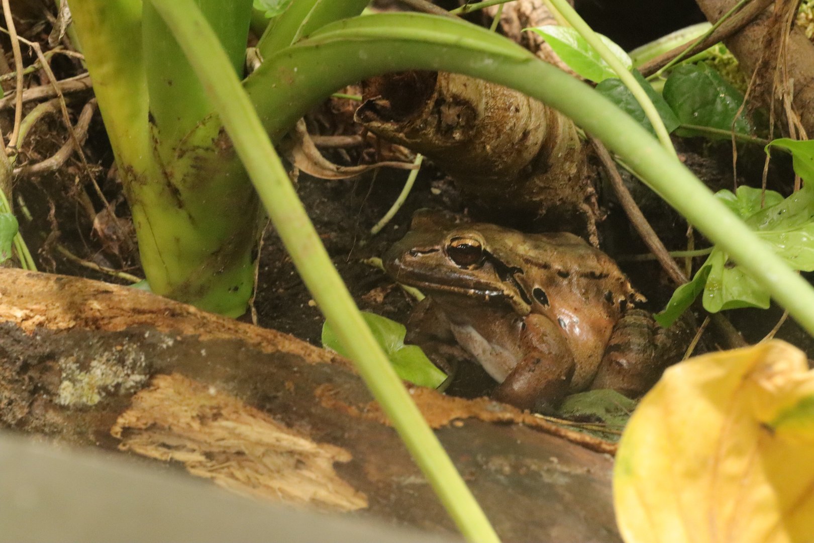 Mountain chicken frog (Leptodactylus fallax) in the Treasures of islands