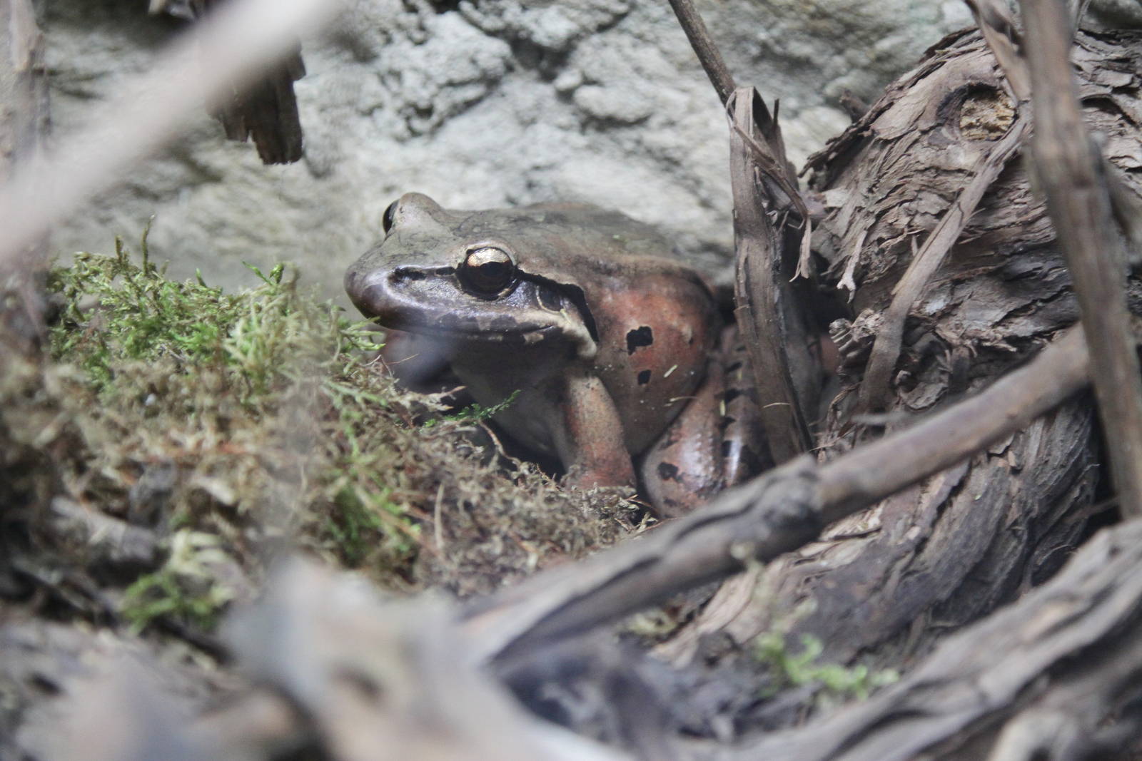 Mountain Chicken Frog (Leptodactylus fallax)