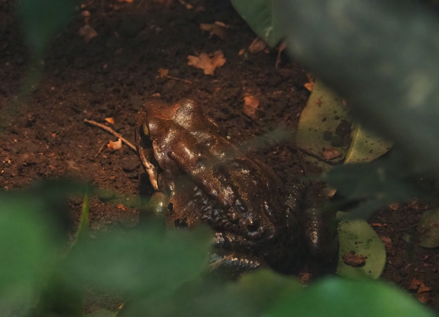 Mountain chicken frog (Leptodactylus fallax)