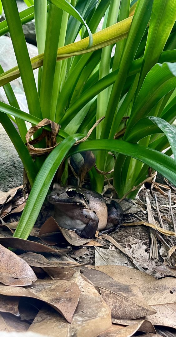Mountain Chicken Frog, Leptodactylus fallax