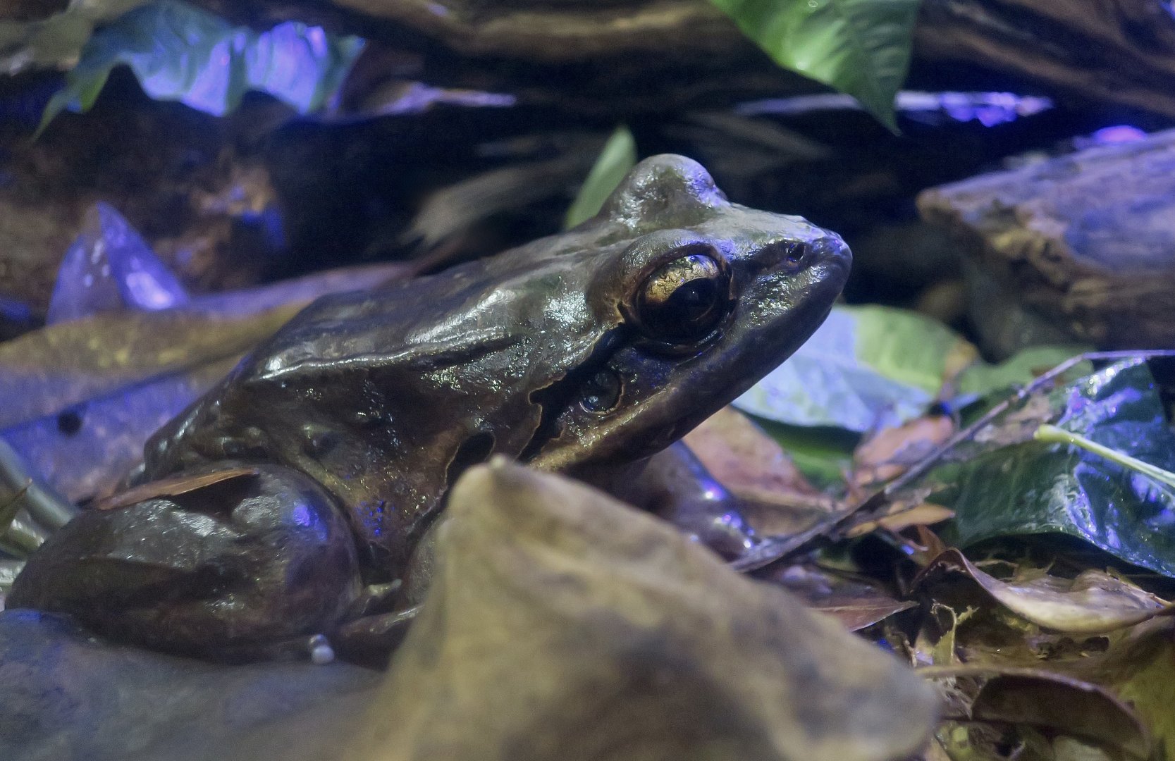 Mountain Chicken Frog (Leptodactylus fallax)