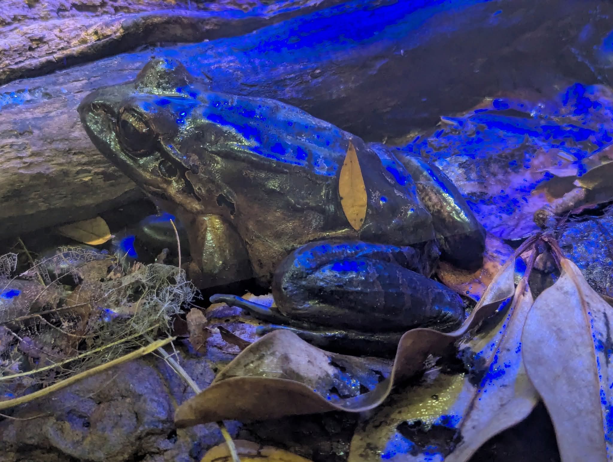 Mountain chicken frog (Leptodactylus fallax)