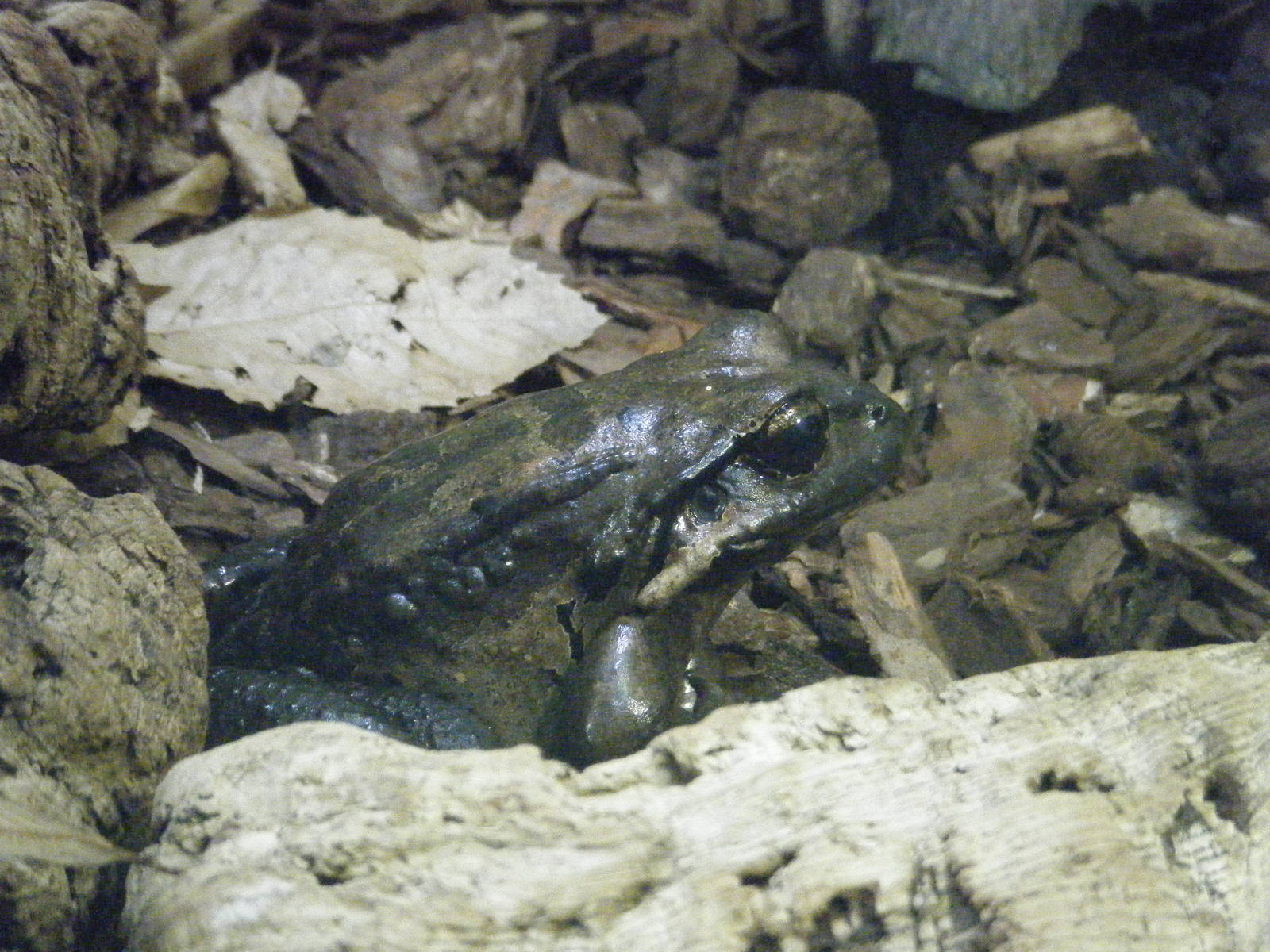 Mountain Chicken Frog
