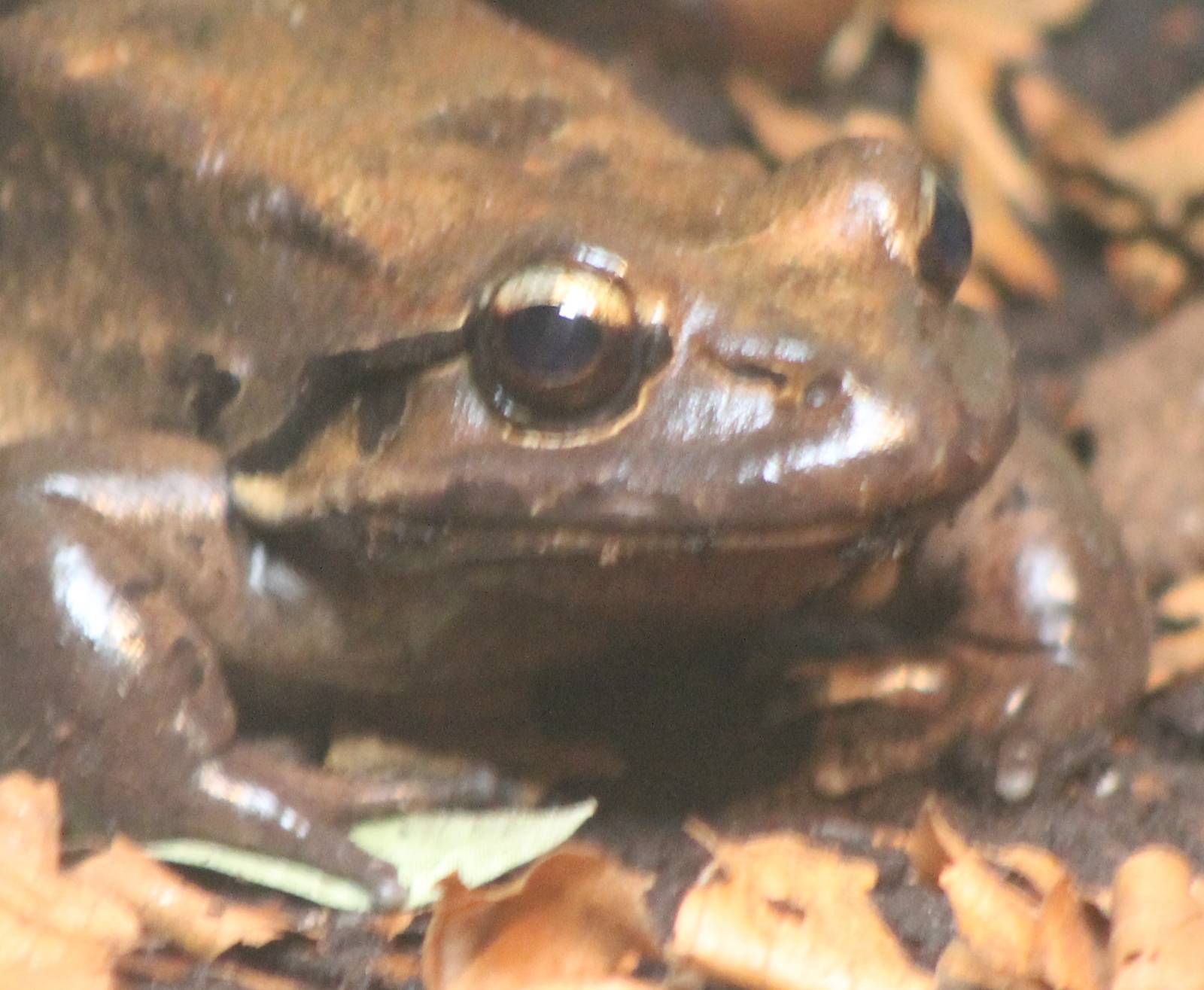 Mountain chicken frog