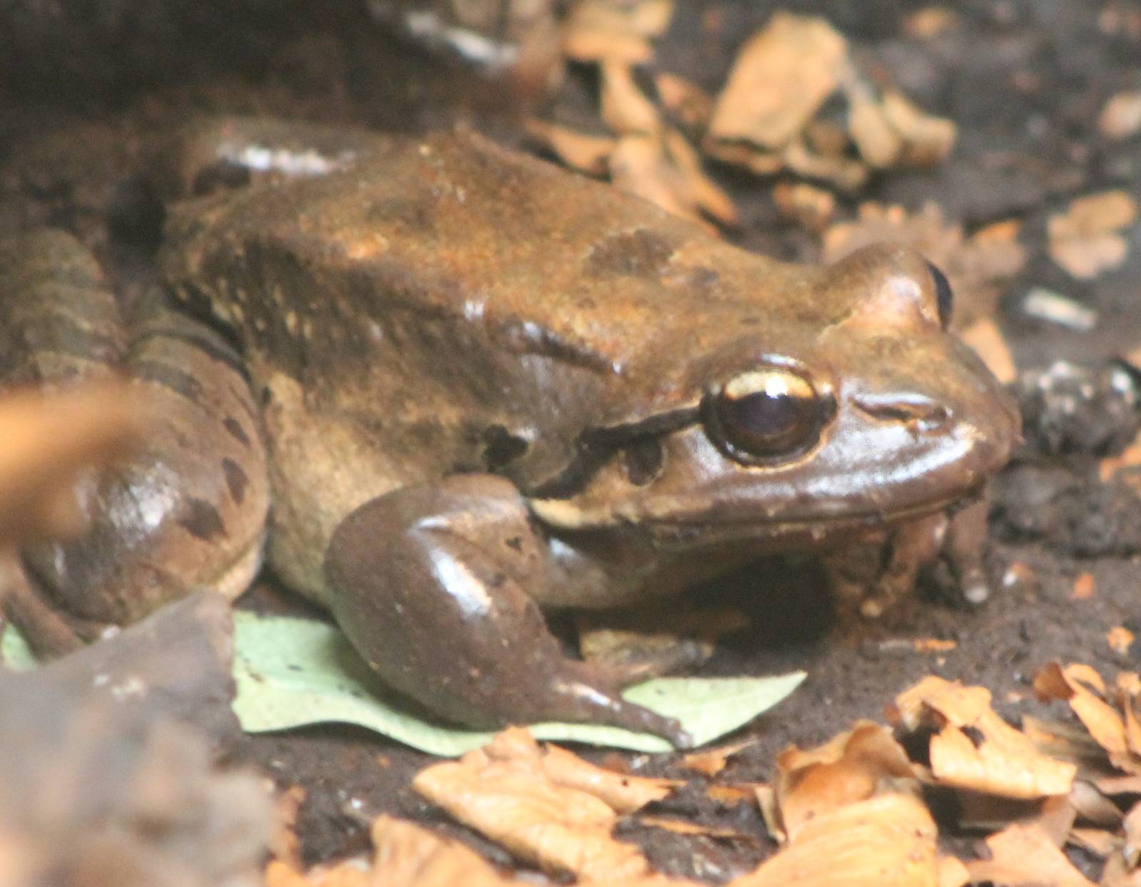Mountain chicken frog