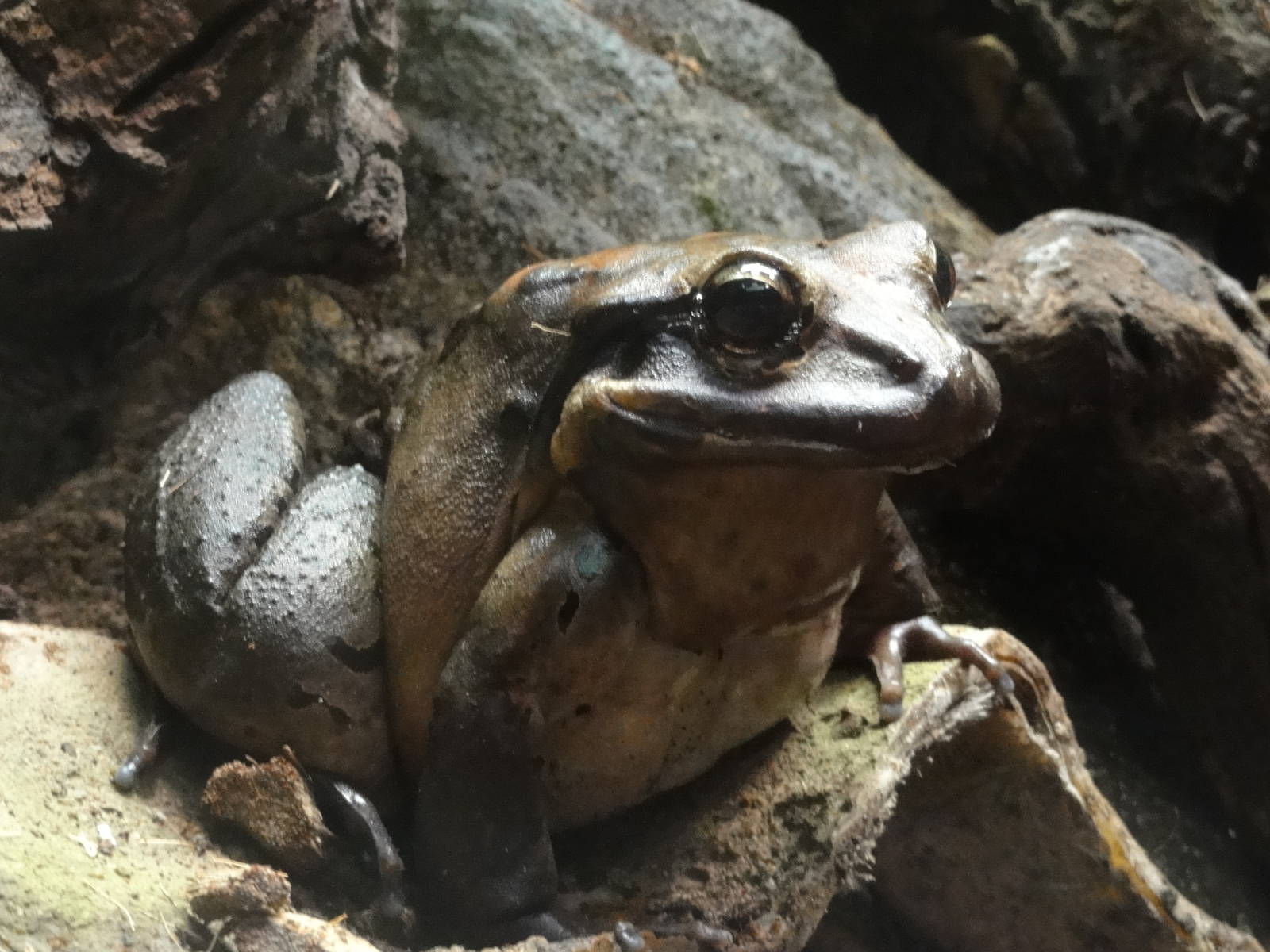 Mountain chicken frog