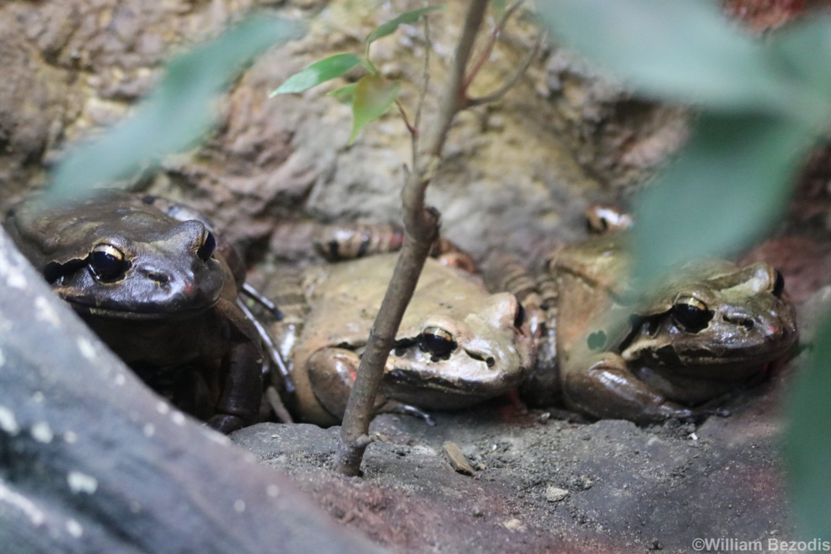 Mountain Chicken Frog