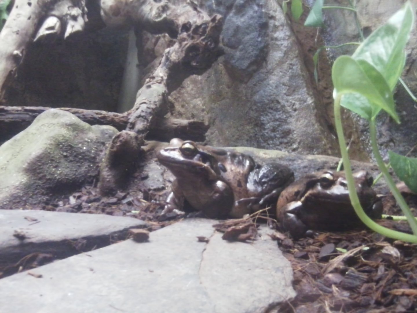 Mountain chicken frog