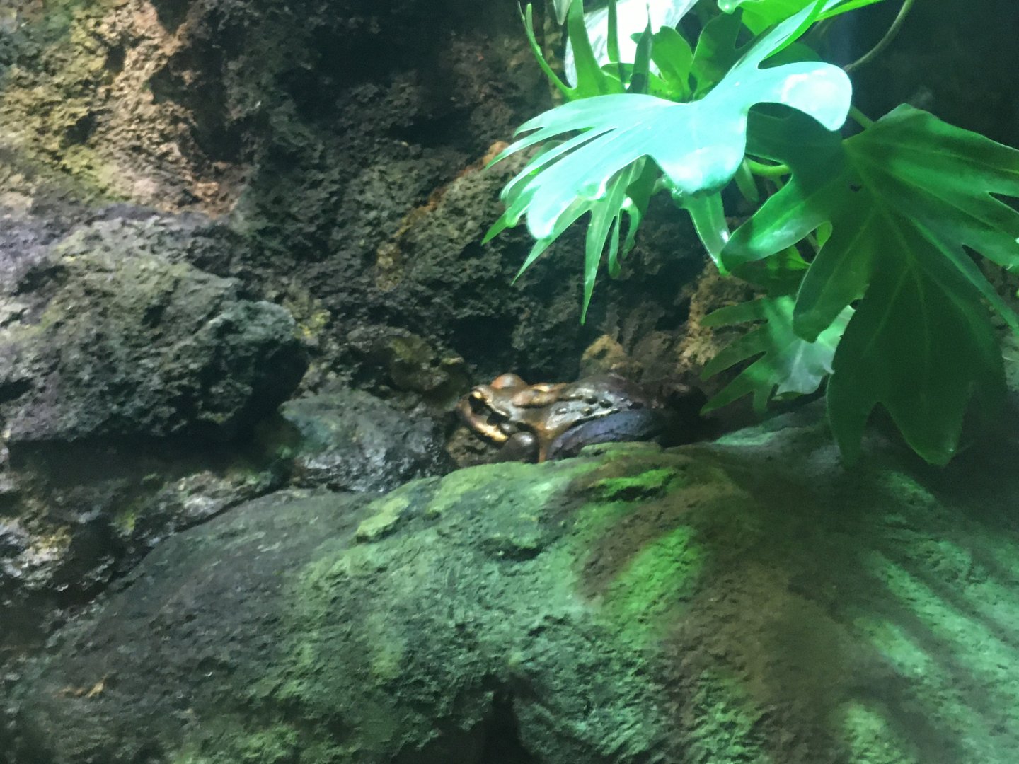 Mountain Chicken frog