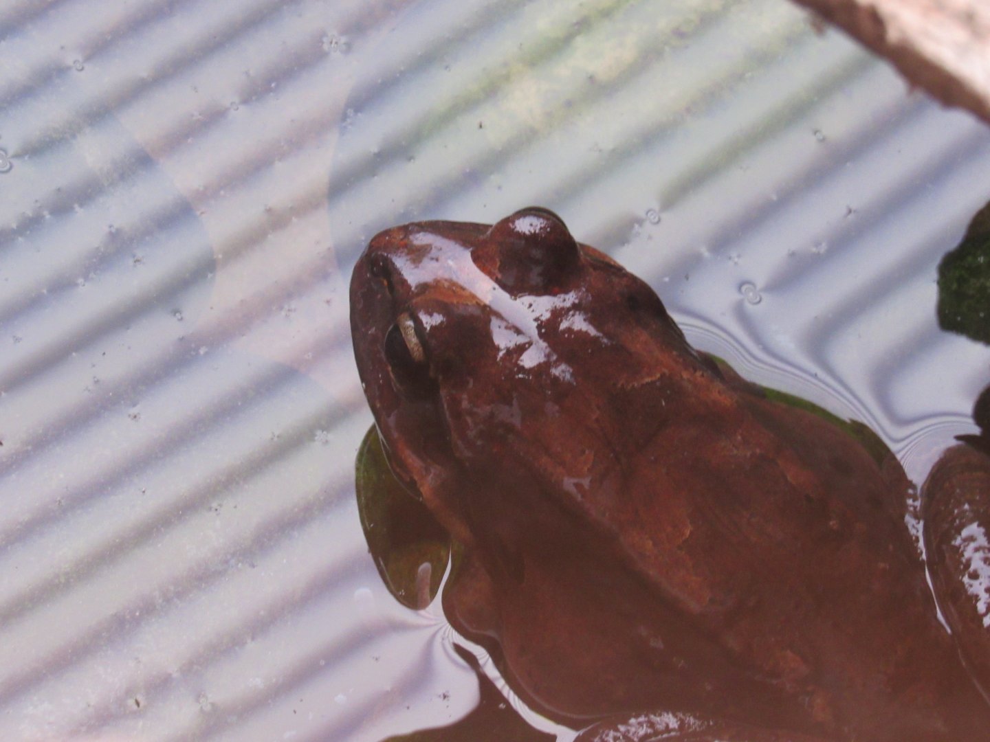 Mountain chicken frog