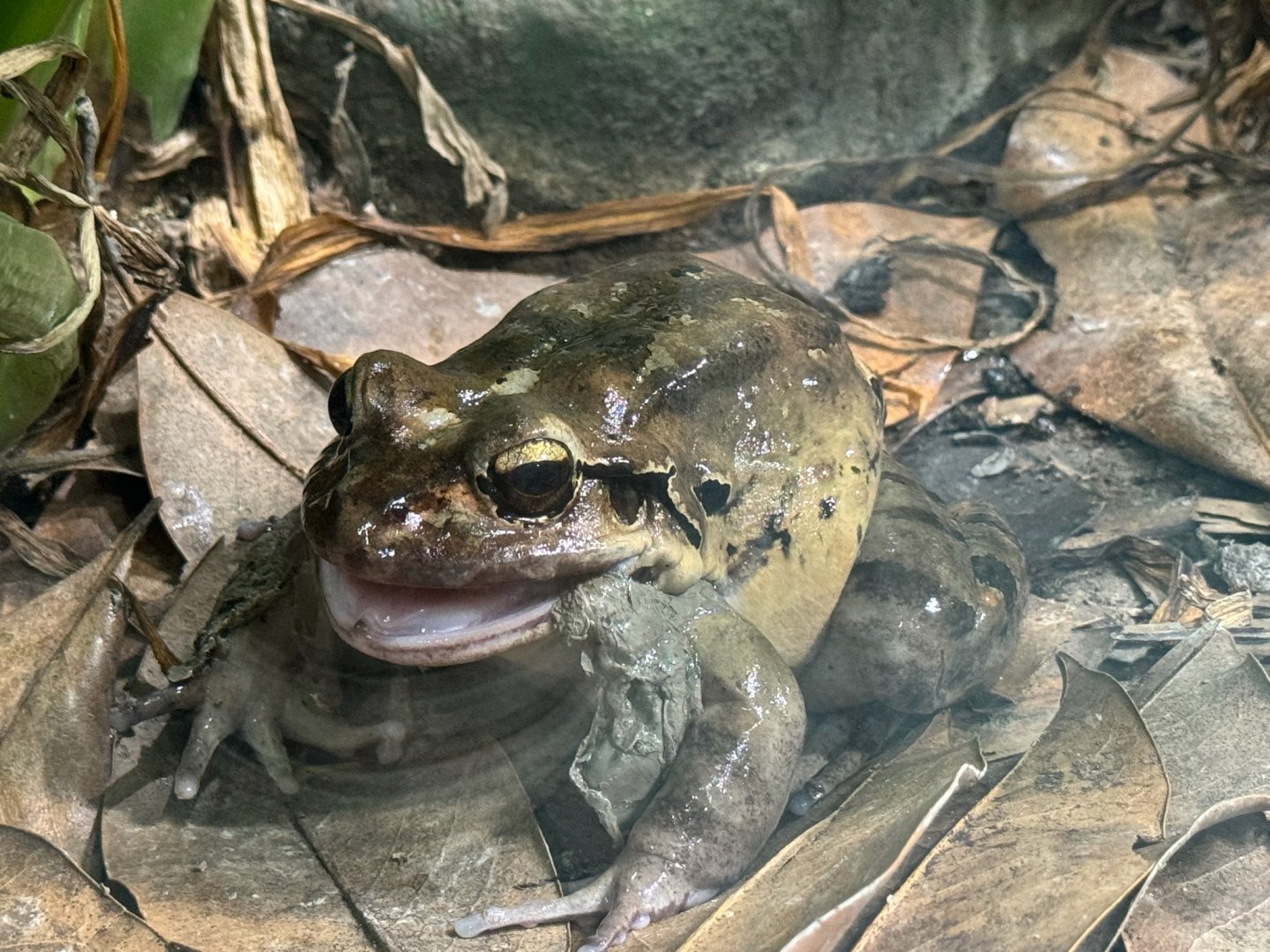 Mountain Chicken Frog