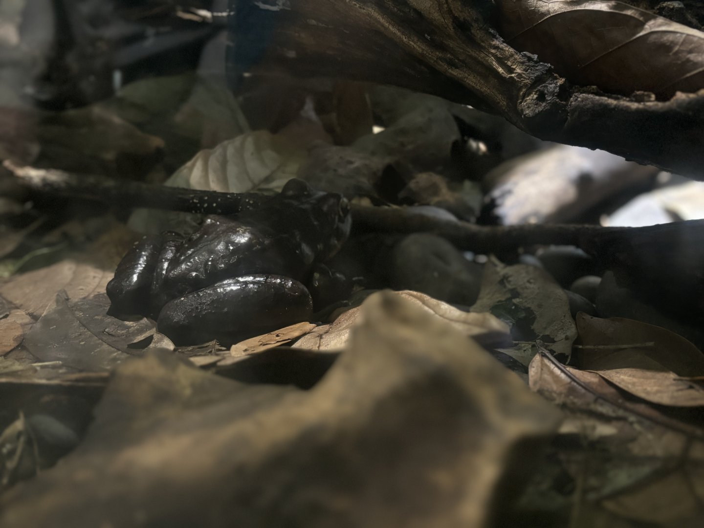 Mountain Chicken Frog