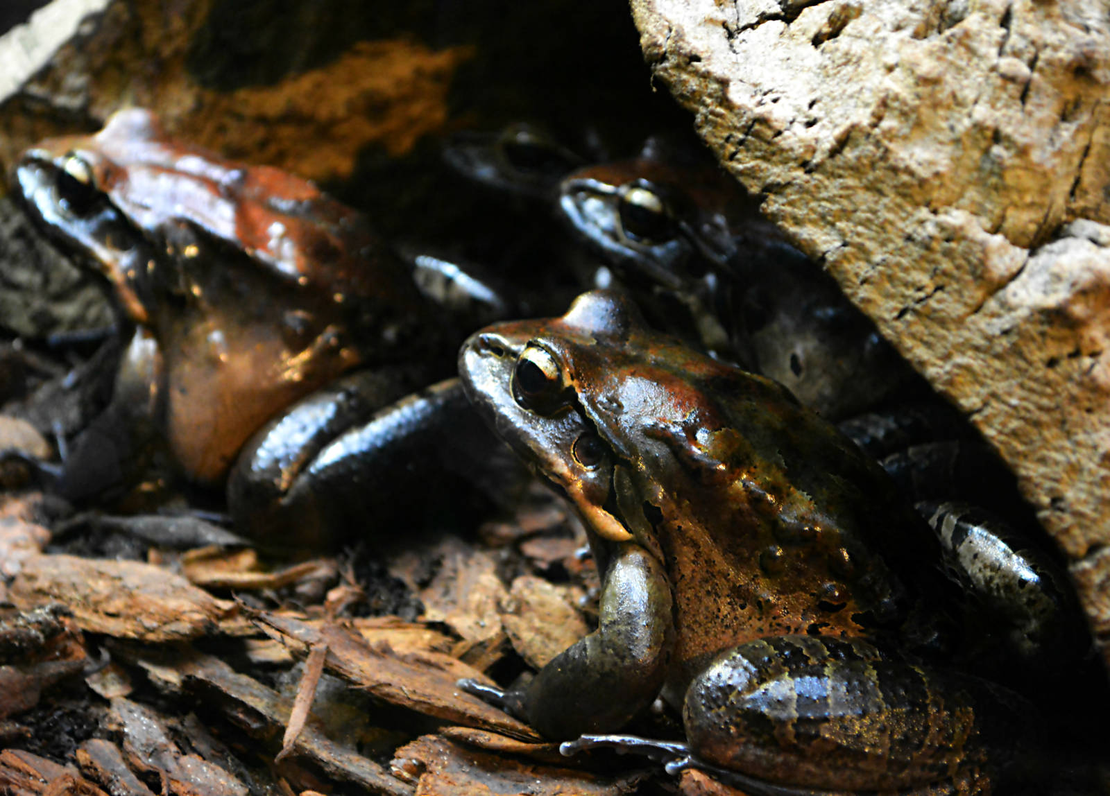 MOUNTAIN CHICKEN FROGS