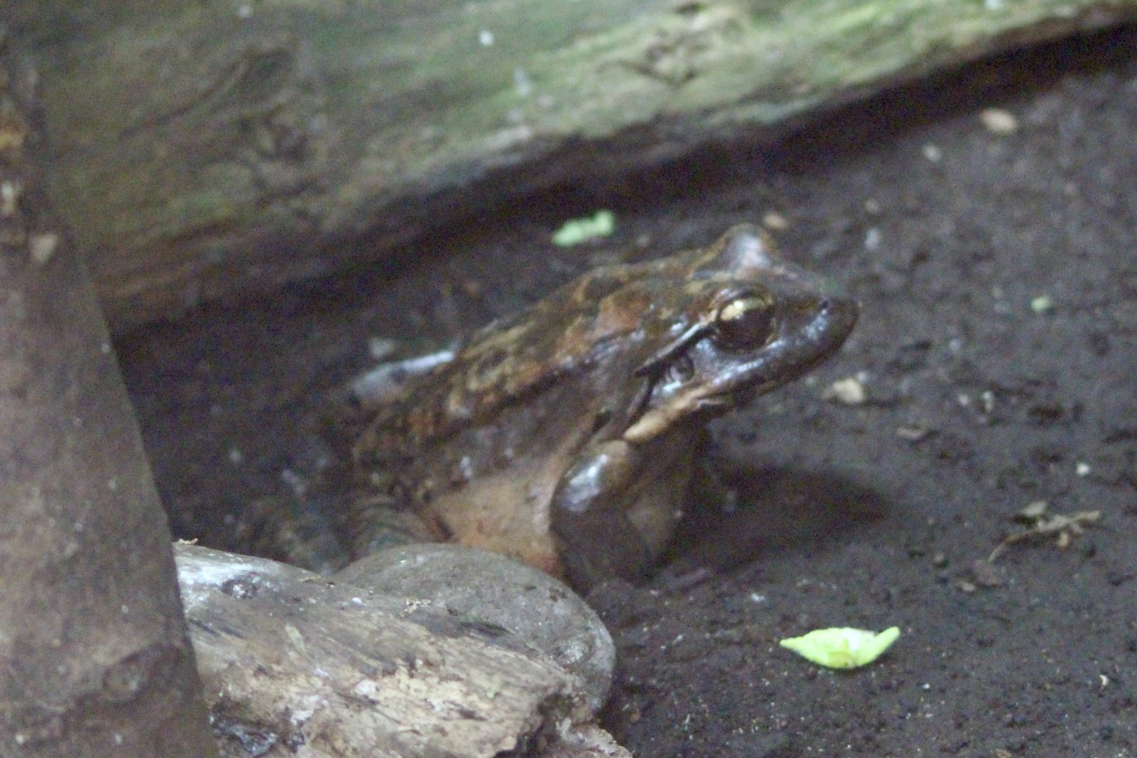 Mountain chicken (Leptodactylus fallax) - 27/7/2025
