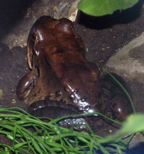 Mountain chicken (Leptodactylus fallax)