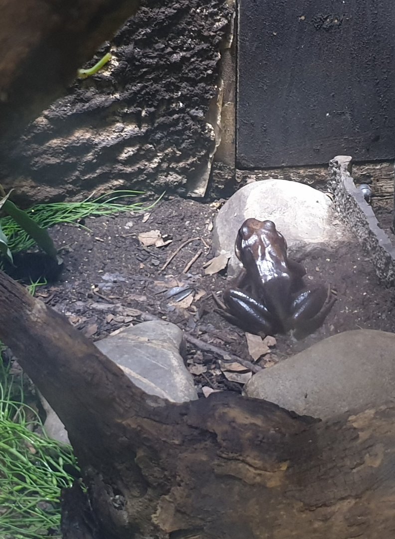 Mountain chicken - Leptodactylus fallax