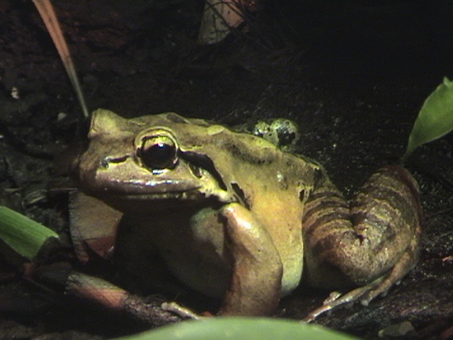 Mountain Chicken Poznan Zoo