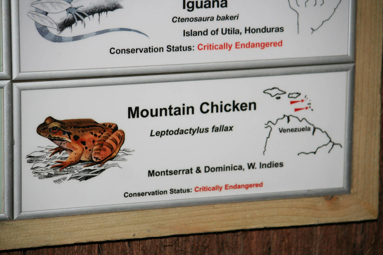 Mountain chicken sign