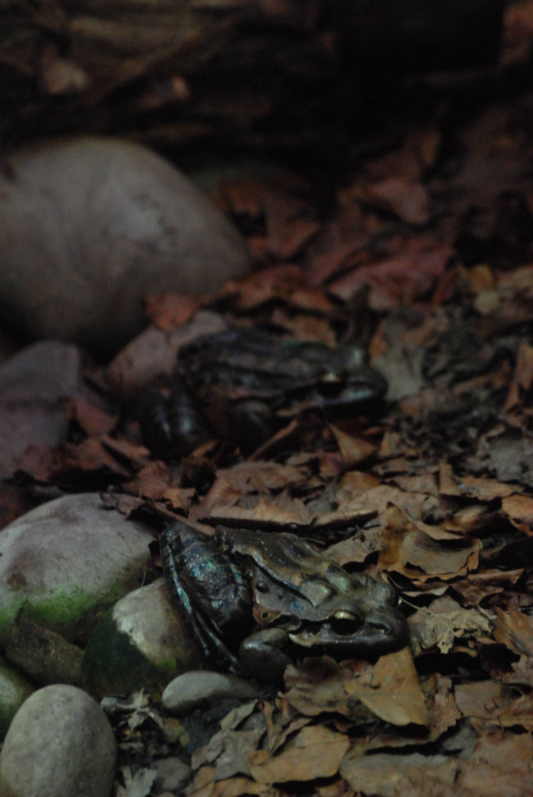 Mountain Chickens at Chester, 19/02/12