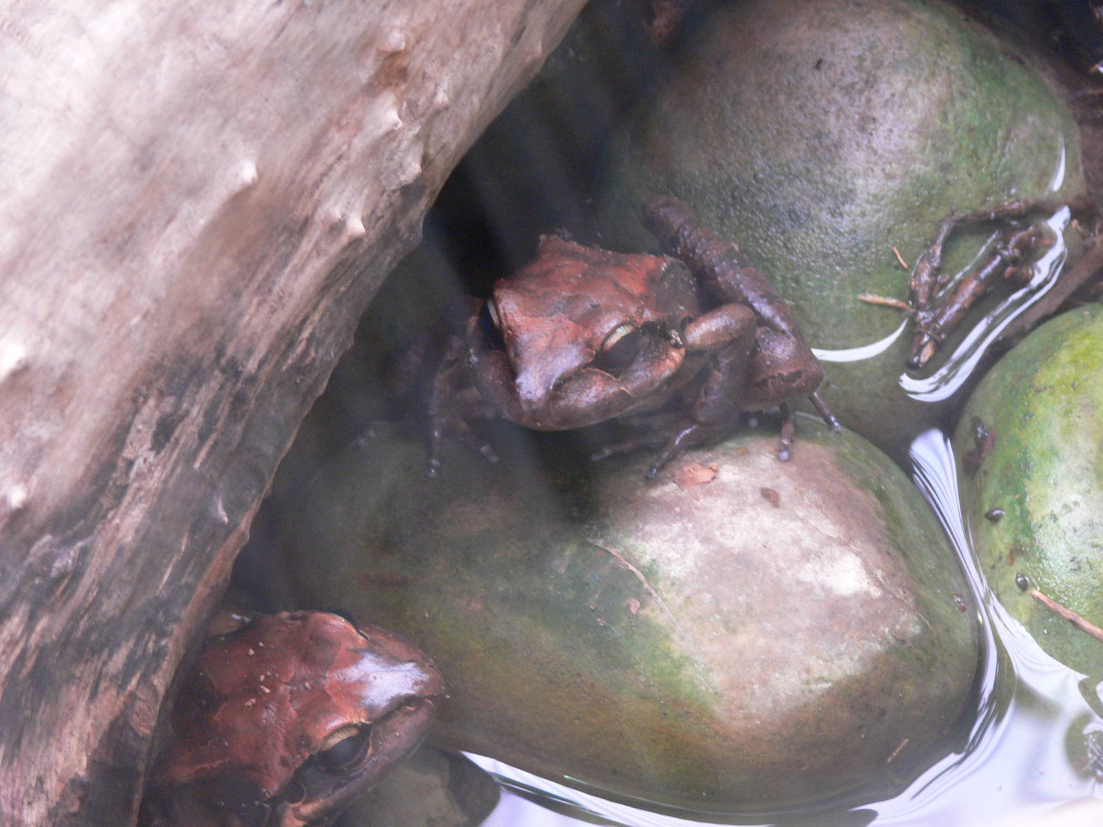 Mountain Chickens at Chester Zoo, 06/07/13