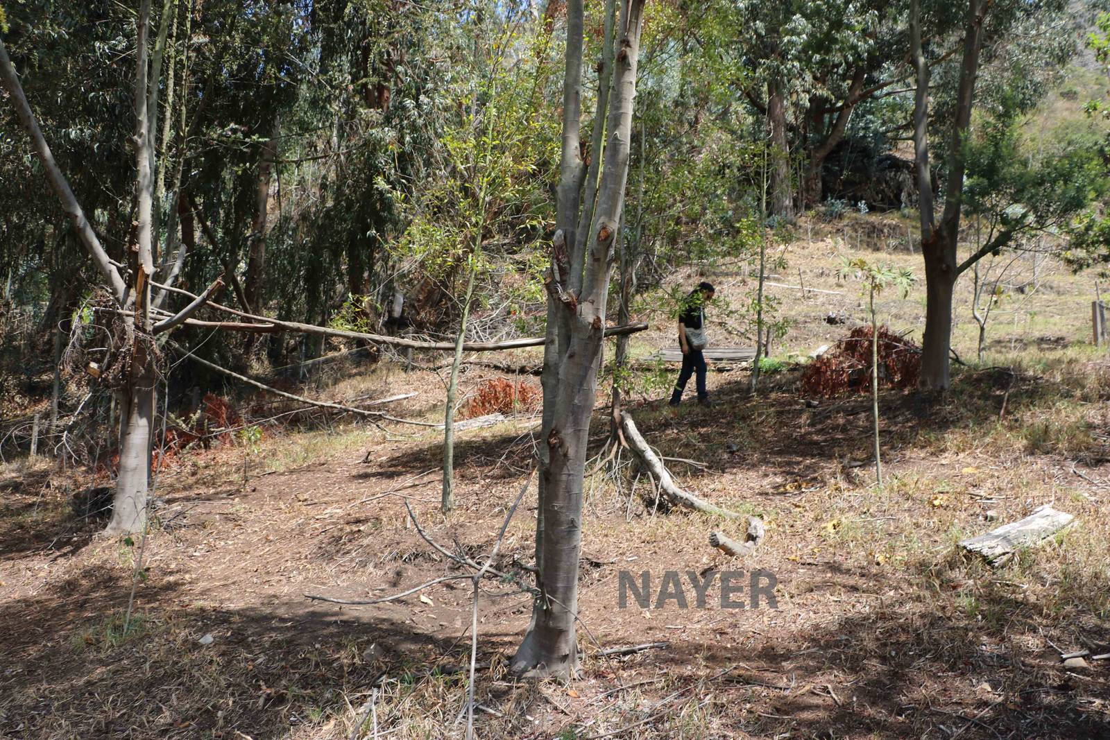 Mountain coati arena - Bioparque la Reserva, March 2016