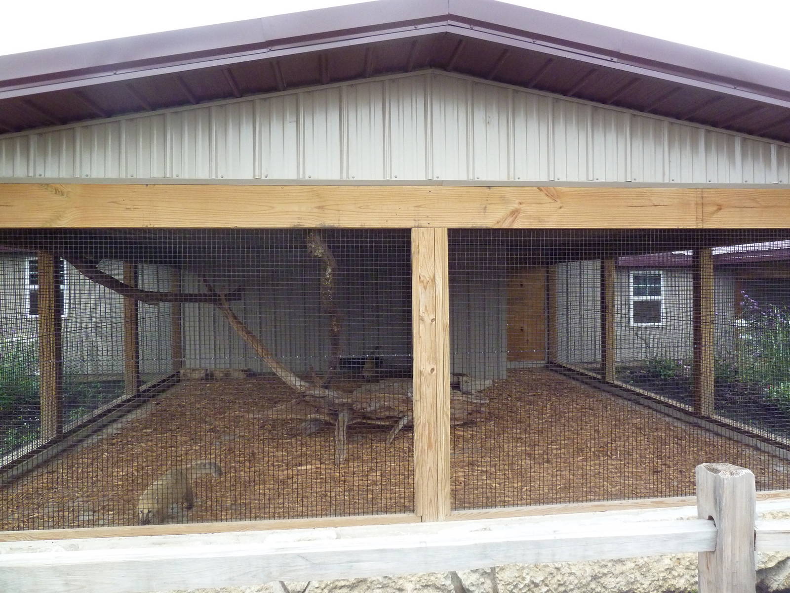 Mountain Coati Exhibit