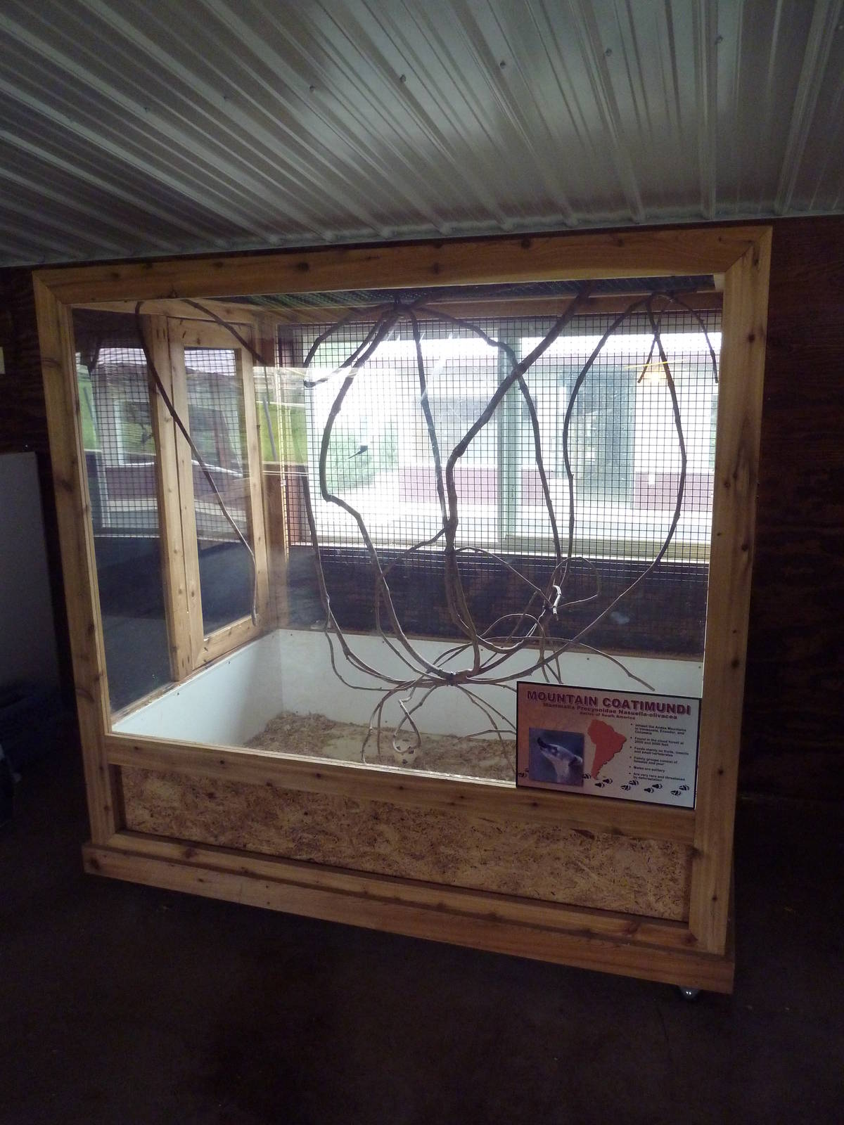 Mountain Coati Exhibit