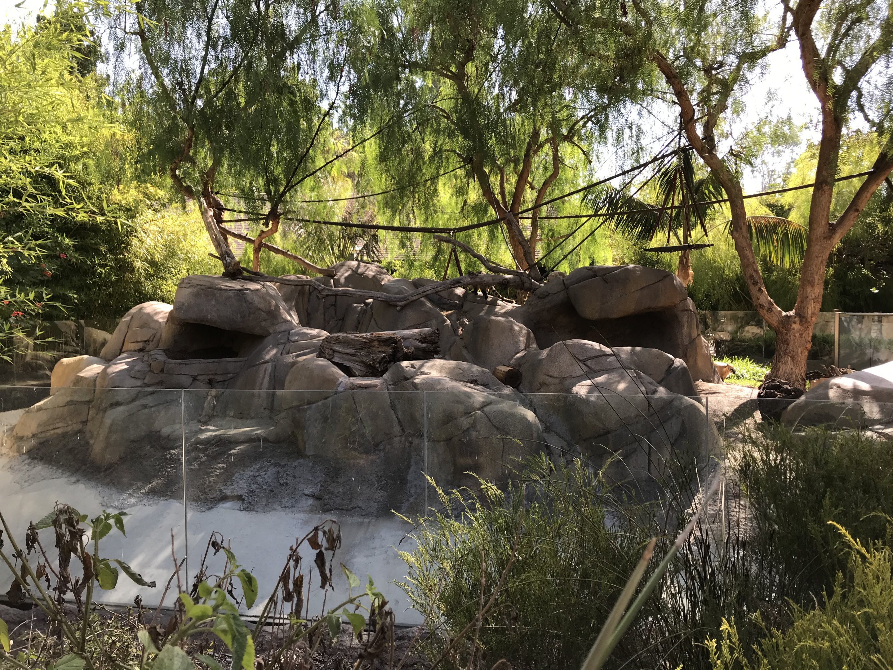 Mountain Coati Exhibit