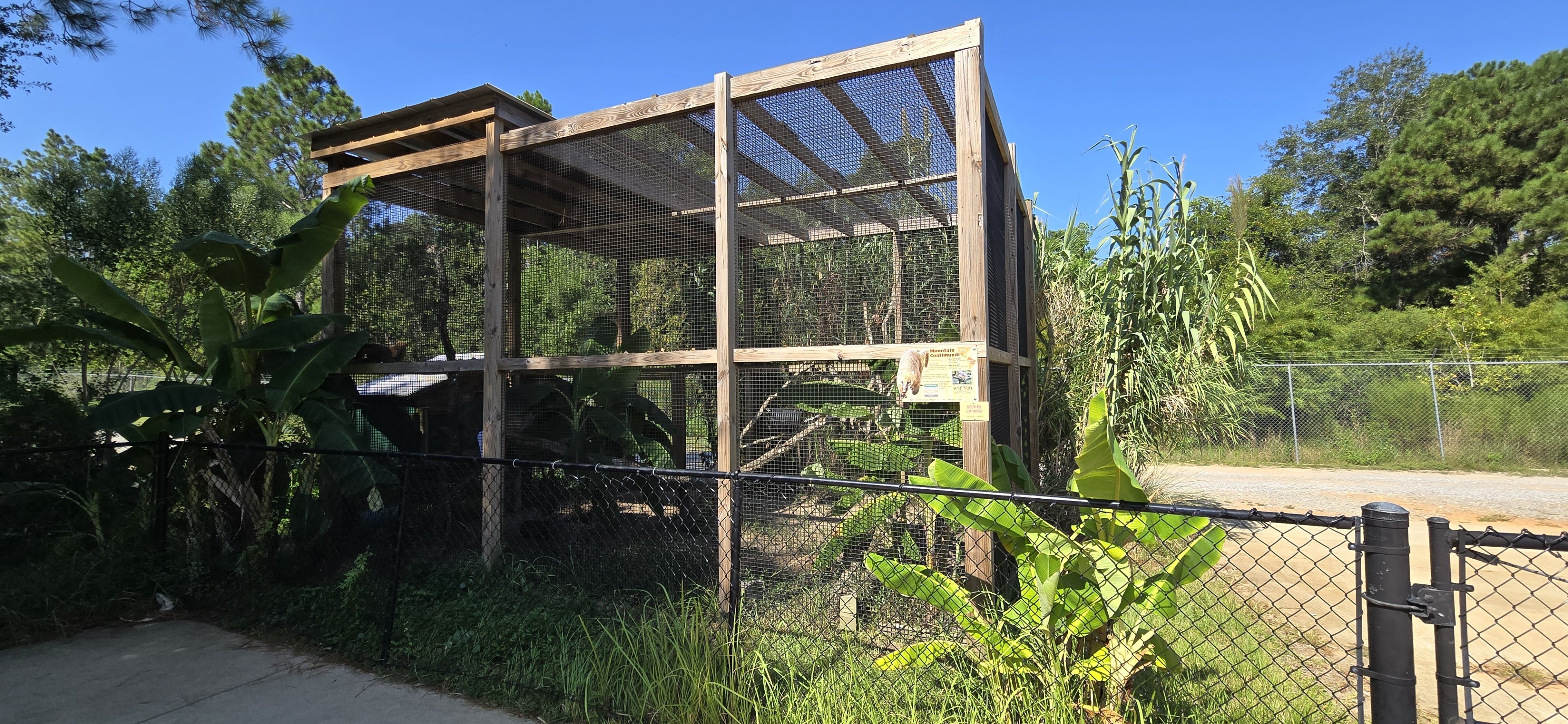 Mountain Coati habitat